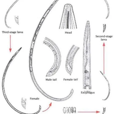 thumbnail for publication: Dagger Nematode Xiphinema spp. (Cobb, 1913) Inglis, 1983 (Nematoda: Enoplea: Dorylaimia: Dorylaimina: Xiphinematinae)
